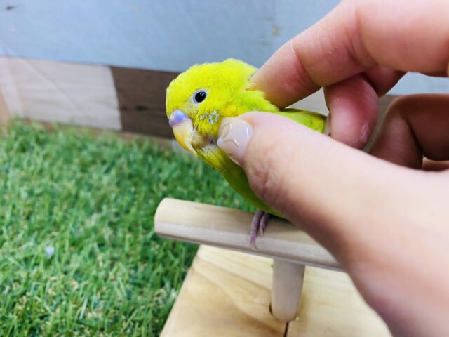 セキセイインコ