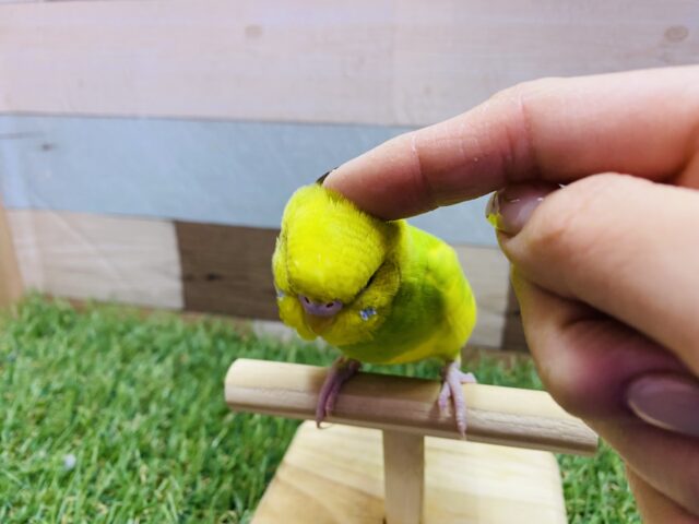 セキセイインコ