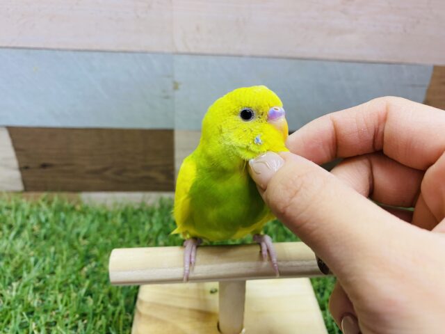 セキセイインコ
