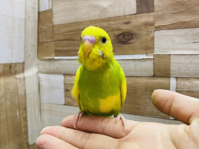 セキセイインコ