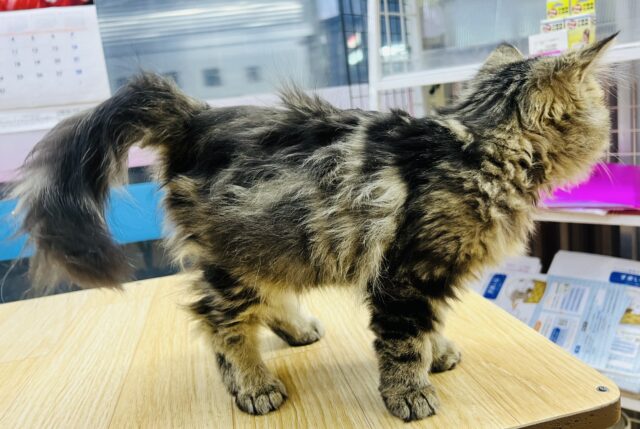 フォールデックス