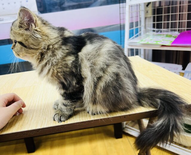 フォールデックス