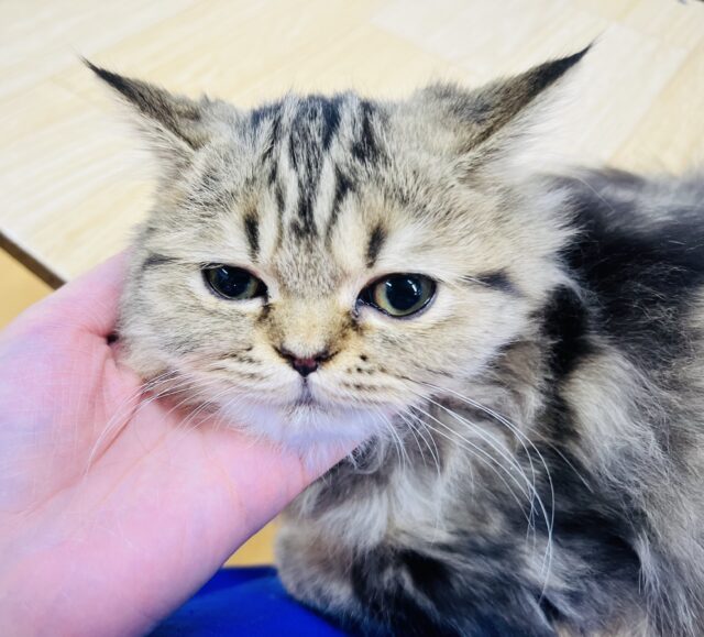 フォールデックス