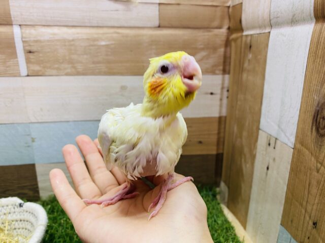 オカメインコ