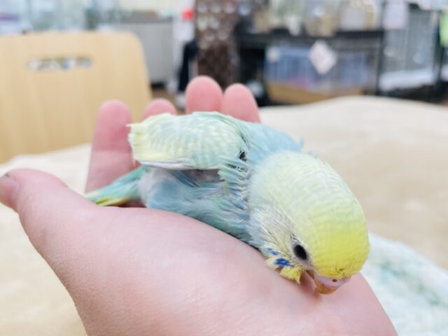 セキセイインコ