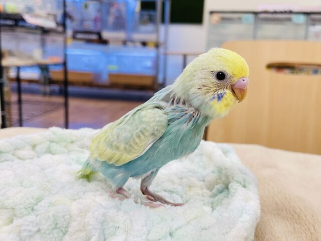セキセイインコ