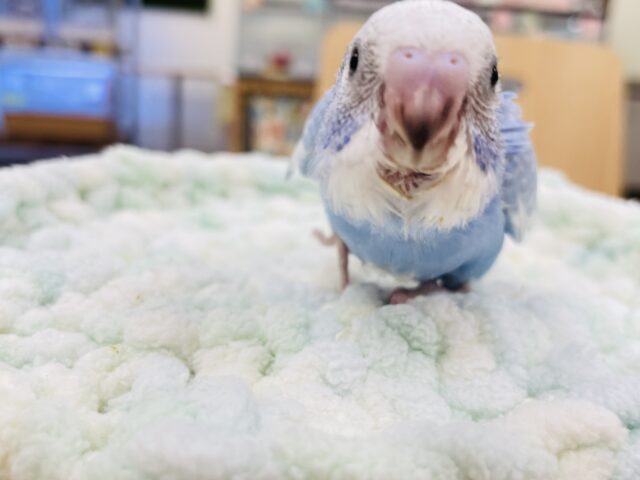 セキセイインコ