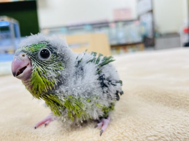 サザナミインコ
