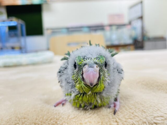 サザナミインコ