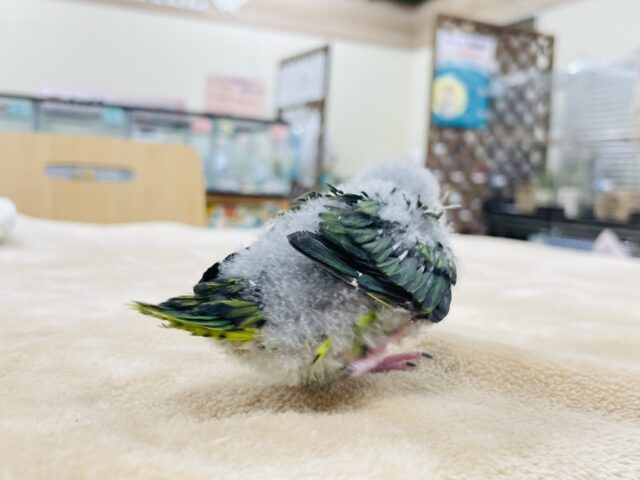 サザナミインコ