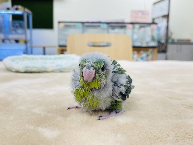 サザナミインコ