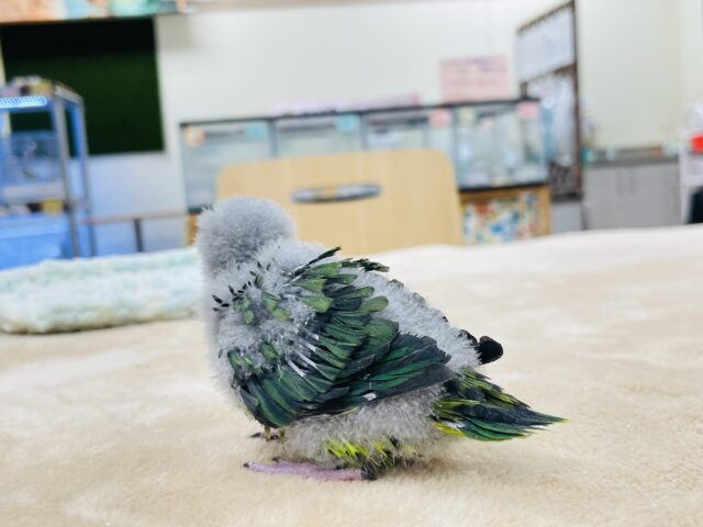サザナミインコ