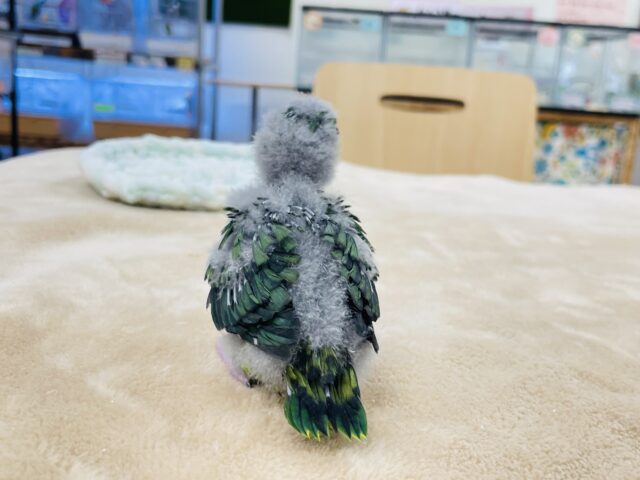 サザナミインコ