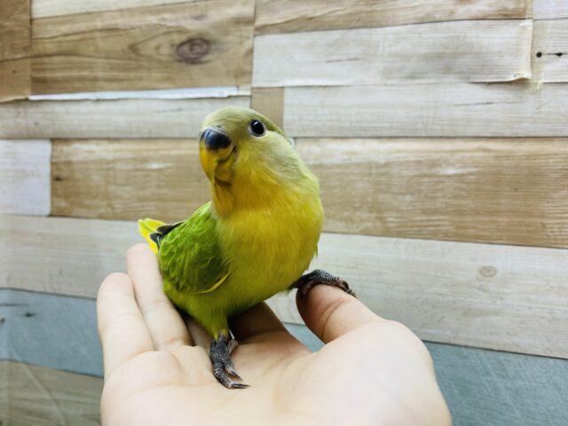 コザクラインコ（小桜インコ）