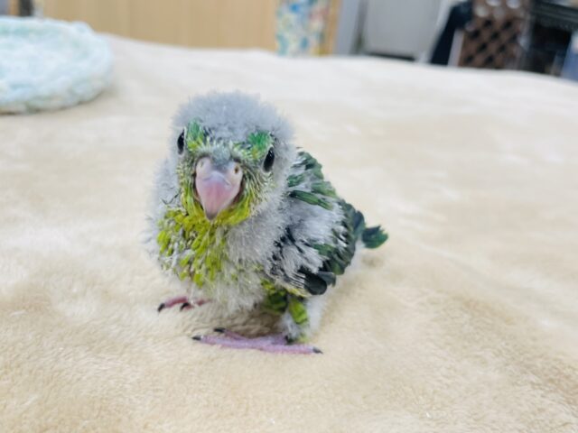 サザナミインコ