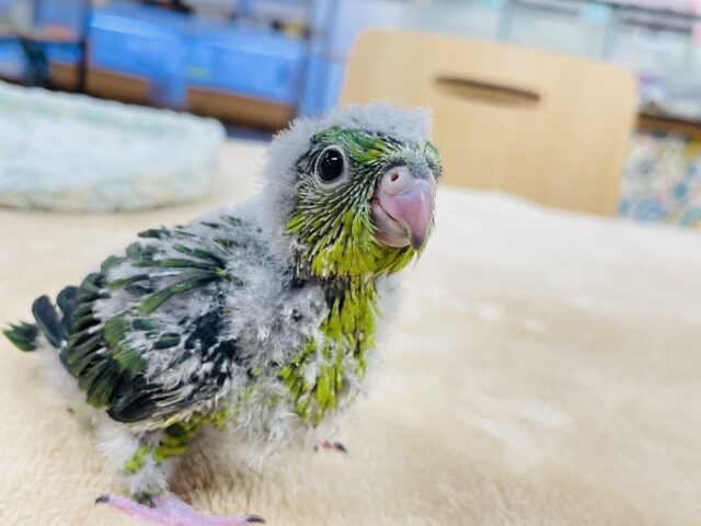 サザナミインコ