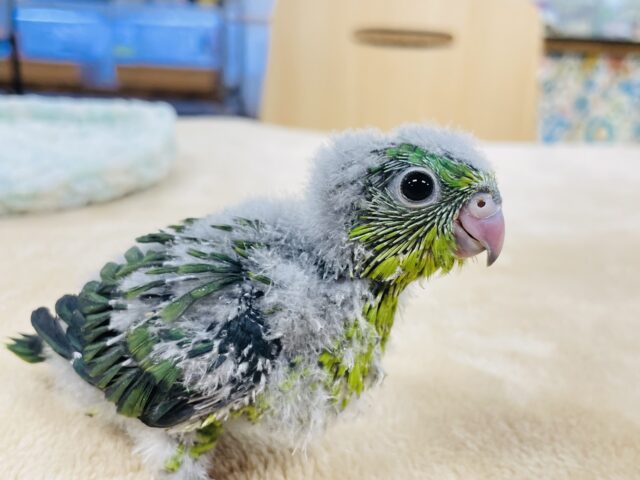 サザナミインコ