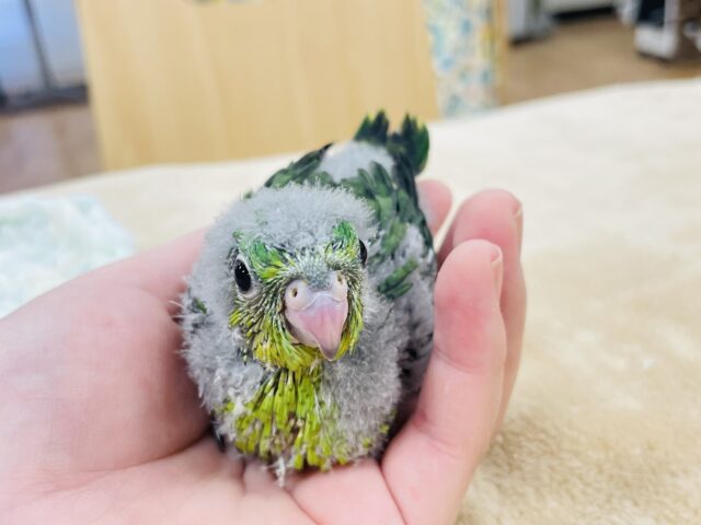 サザナミインコ