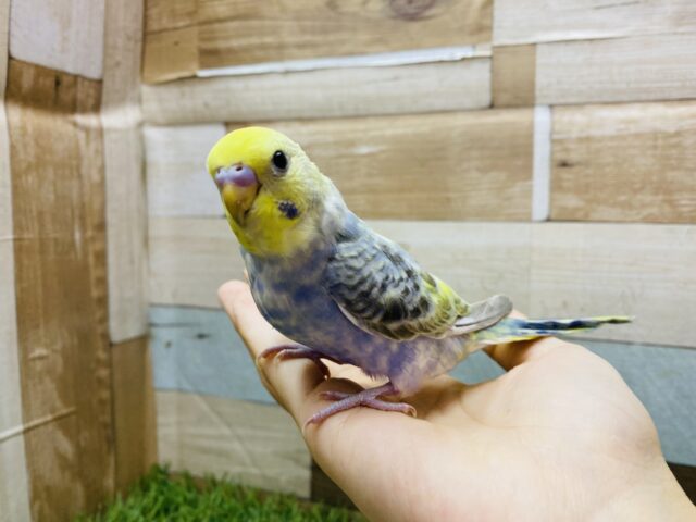 セキセイインコ