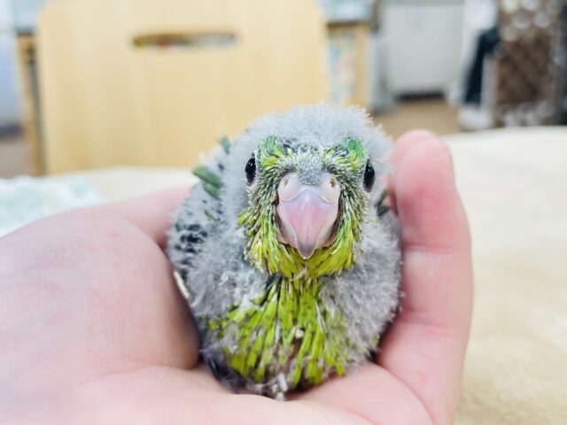 サザナミインコ