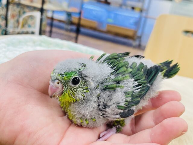 サザナミインコ