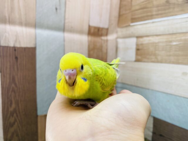 セキセイインコ