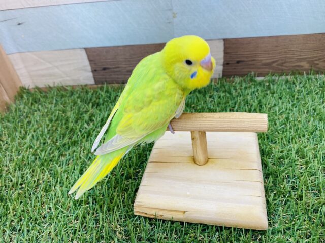 セキセイインコ