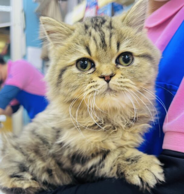 フォールデックス