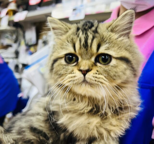 フォールデックス