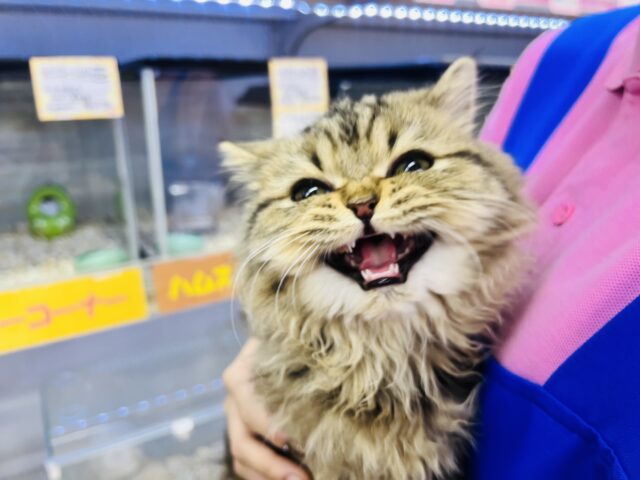 フォールデックス