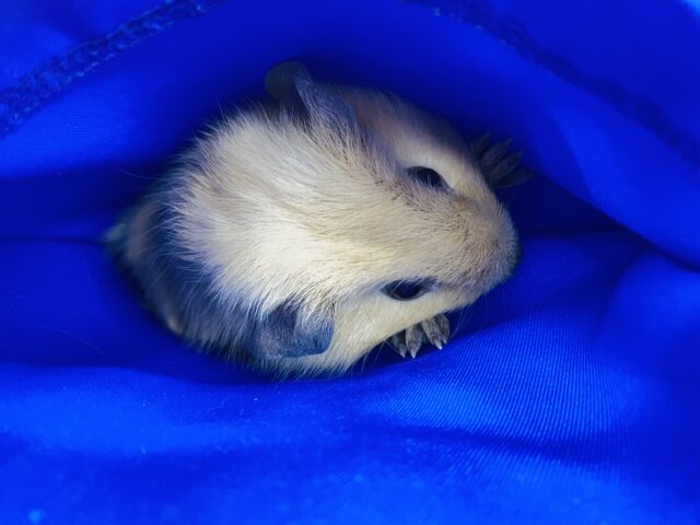 ロシアンモルモット