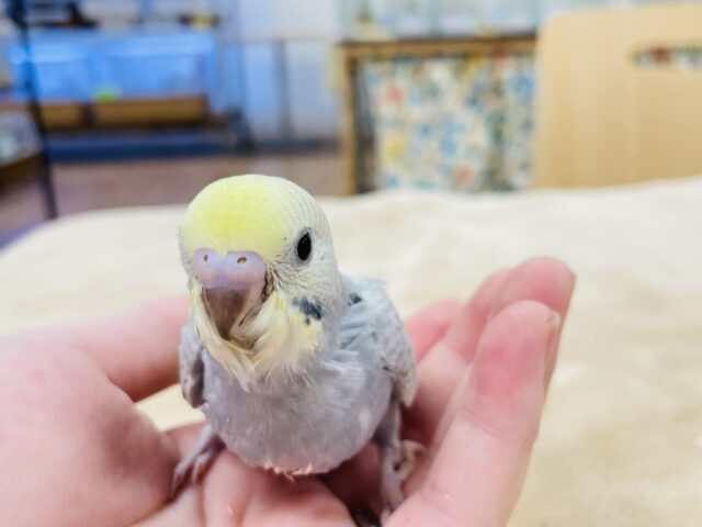 セキセイインコ