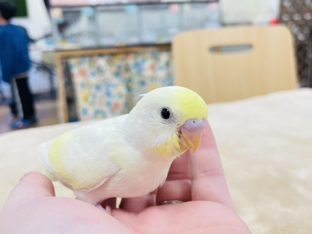セキセイインコ