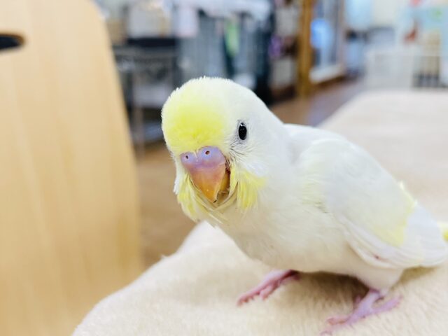 セキセイインコ