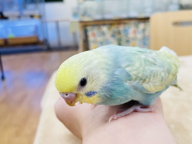 セキセイインコ