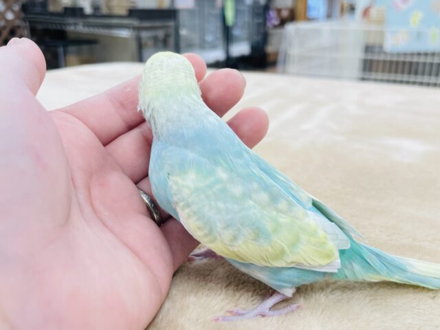 セキセイインコ