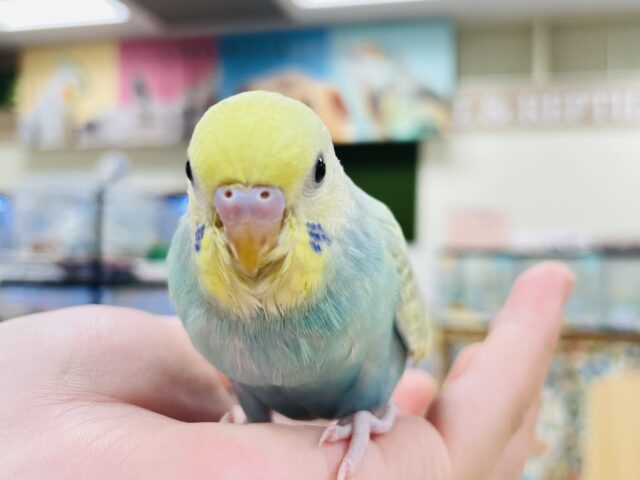 セキセイインコ