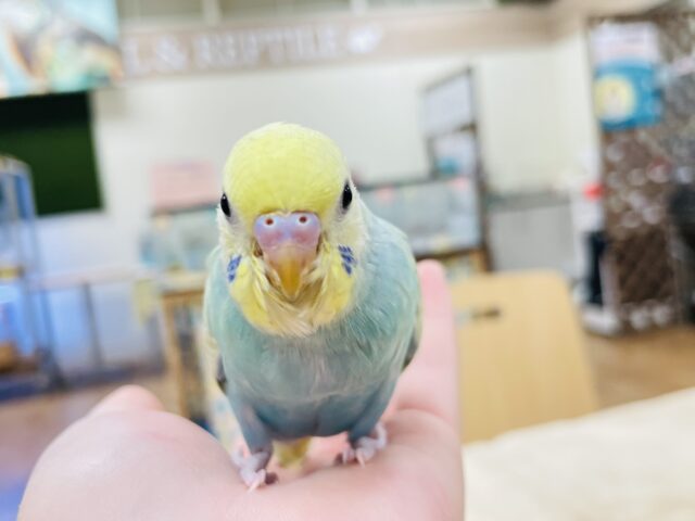 セキセイインコ