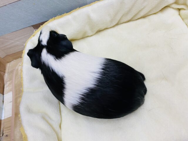 イングリッシュモルモット