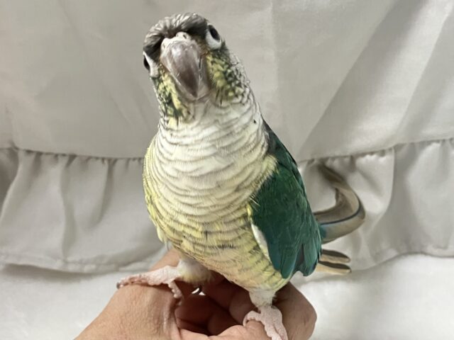最新画像✨包まれ隊のブルー担当？！🤭💙ワキコガネウロコインコ（ブルー）　2022年3月生まれ