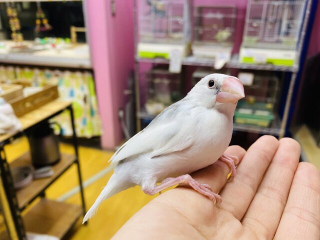 白文鳥