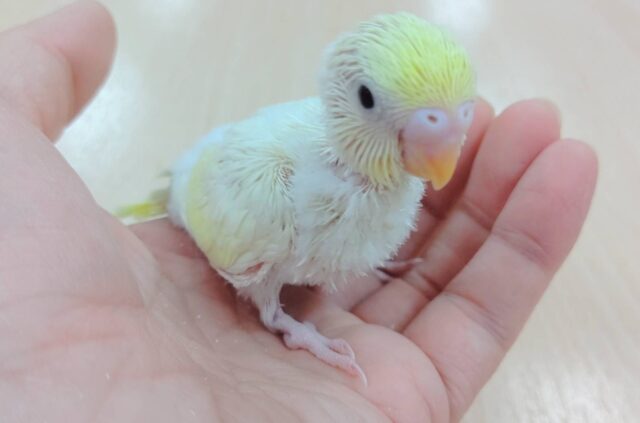 【最新画像更新🪄】優しい色合い♬.*゚セキセイインコ(クリーム)ヒナ セキセイインコ