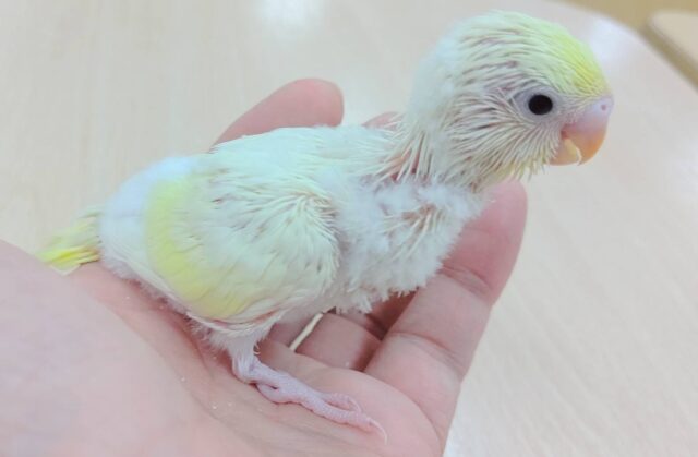 【最新画像更新🪄】優しい色合い♬.*゚セキセイインコ(クリーム)ヒナ セキセイインコ