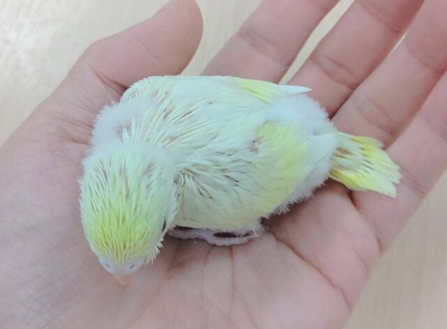【最新画像更新🪄】優しい色合い♬.*゚セキセイインコ(クリーム)ヒナ セキセイインコ