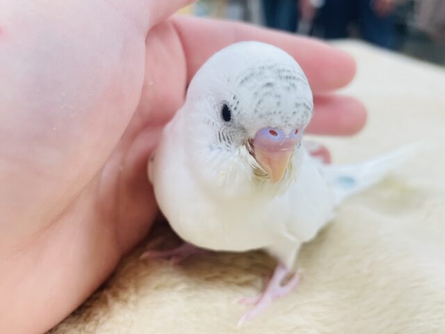 【最新動画更新🪄】白多めのごま塩ちゃん♡セキセイインコ(ハルクイン)ヒナ セキセイインコ