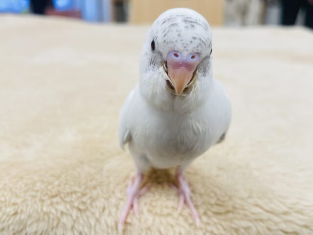 セキセイインコ