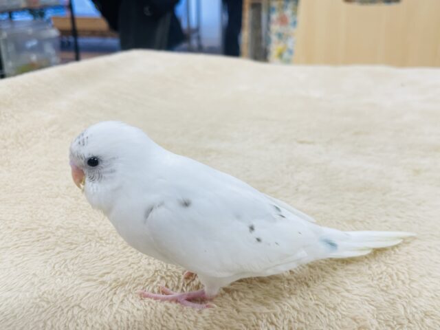 【最新動画更新🪄】白多めのごま塩ちゃん♡セキセイインコ(ハルクイン)ヒナ セキセイインコ
