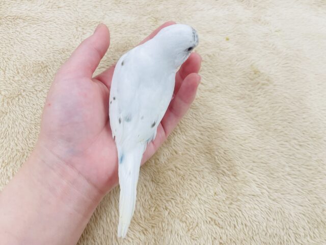 【最新動画更新🪄】白多めのごま塩ちゃん♡セキセイインコ(ハルクイン)ヒナ セキセイインコ