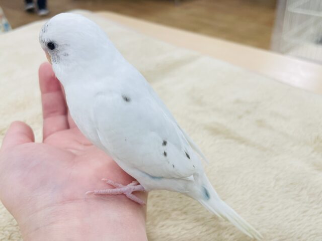 【最新動画更新🪄】白多めのごま塩ちゃん♡セキセイインコ(ハルクイン)ヒナ セキセイインコ