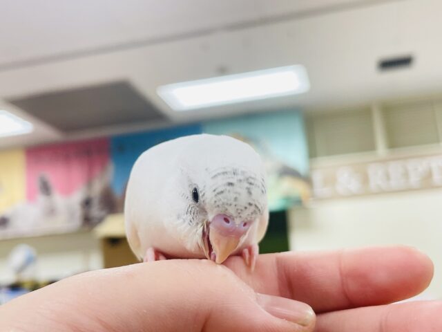 セキセイインコ